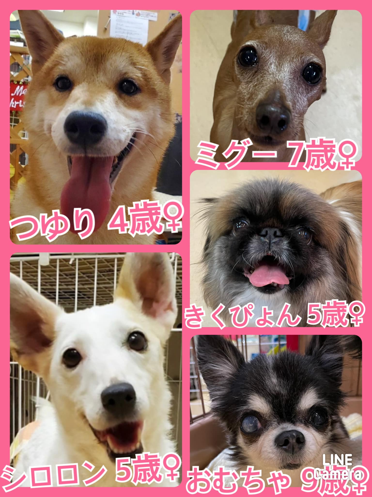 🐾今日の里親様募集中ワンコ🐶メンバーです🐾2021,11,30